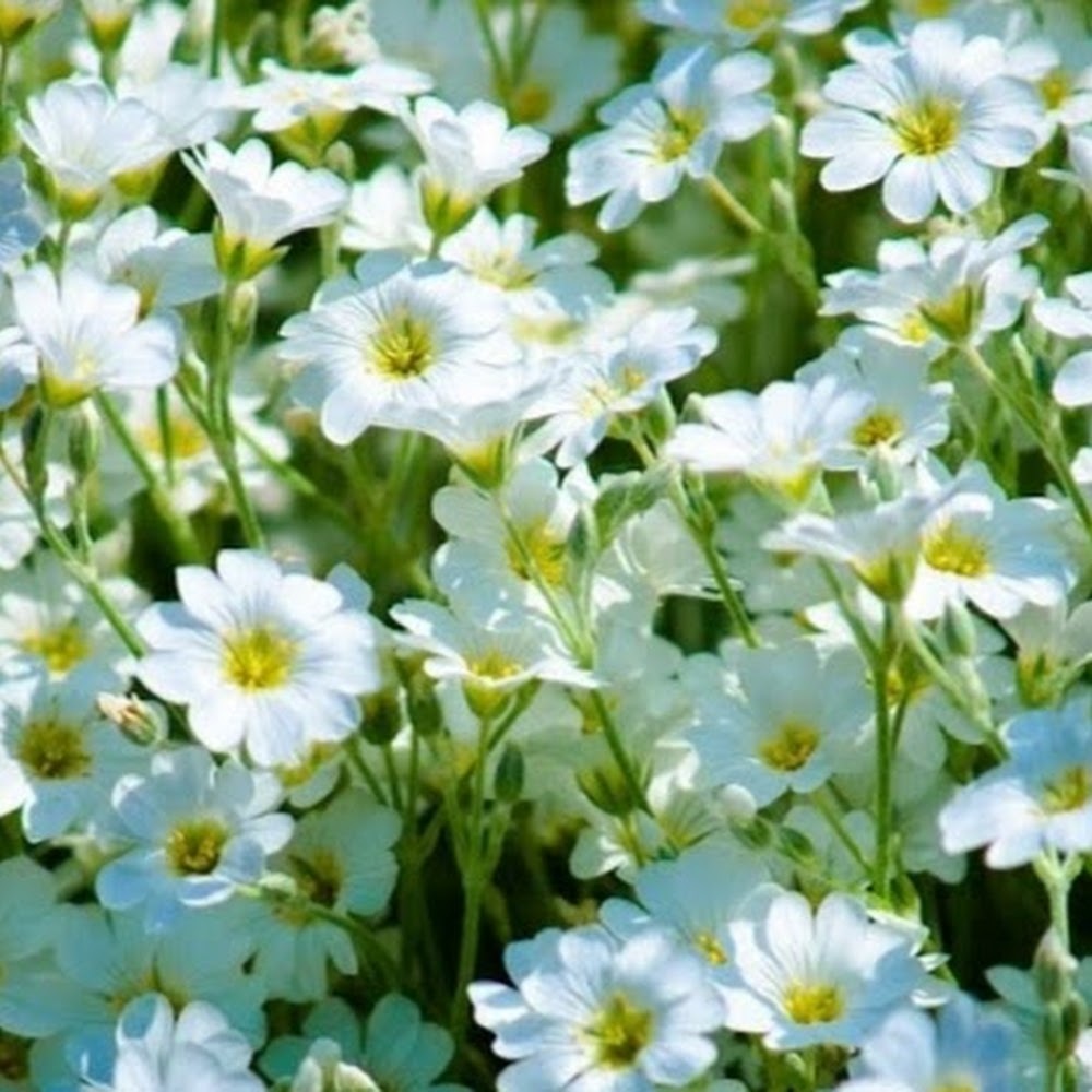 Meet your Posher, Chloe